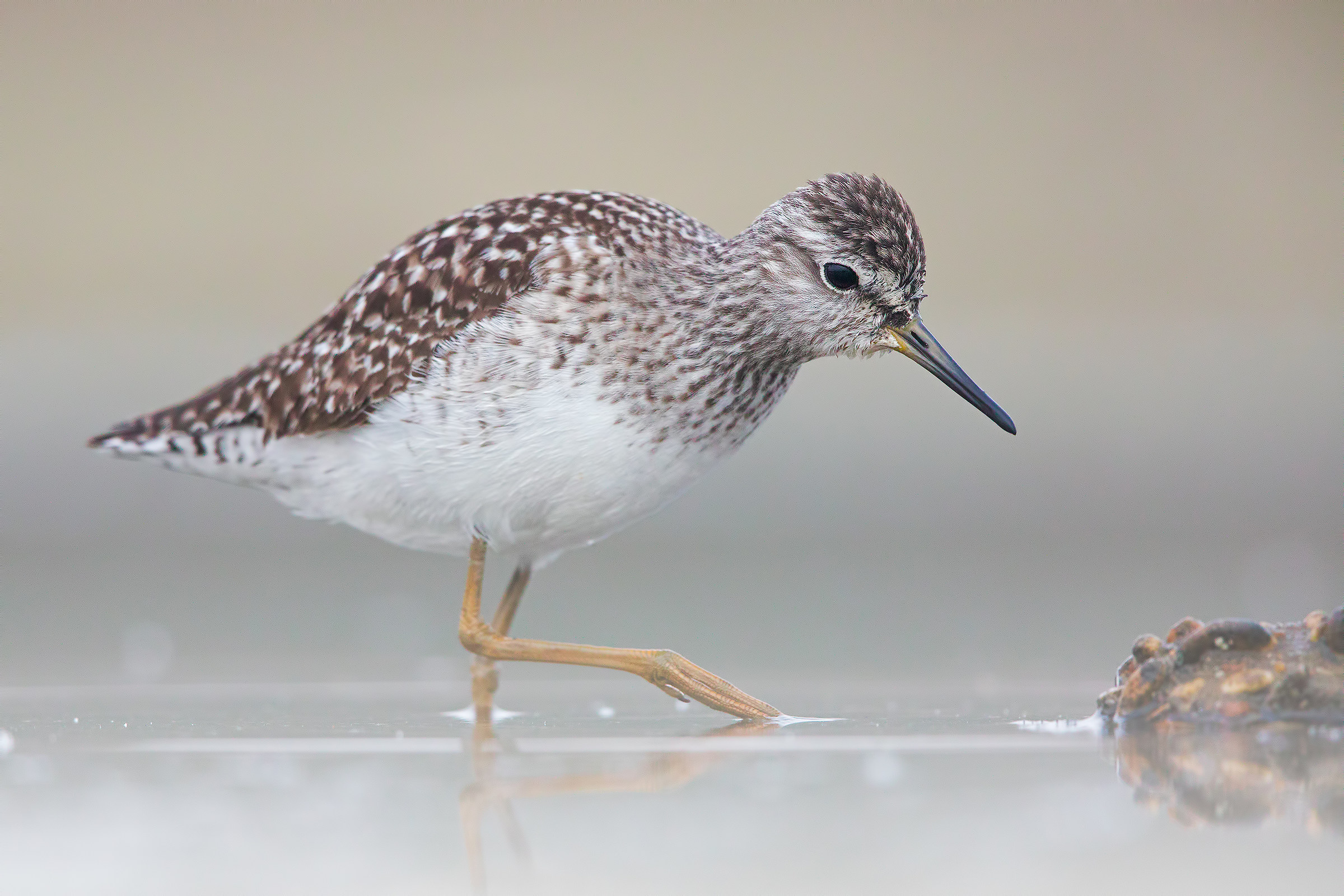 Piro prio boschereccio in the damn fog