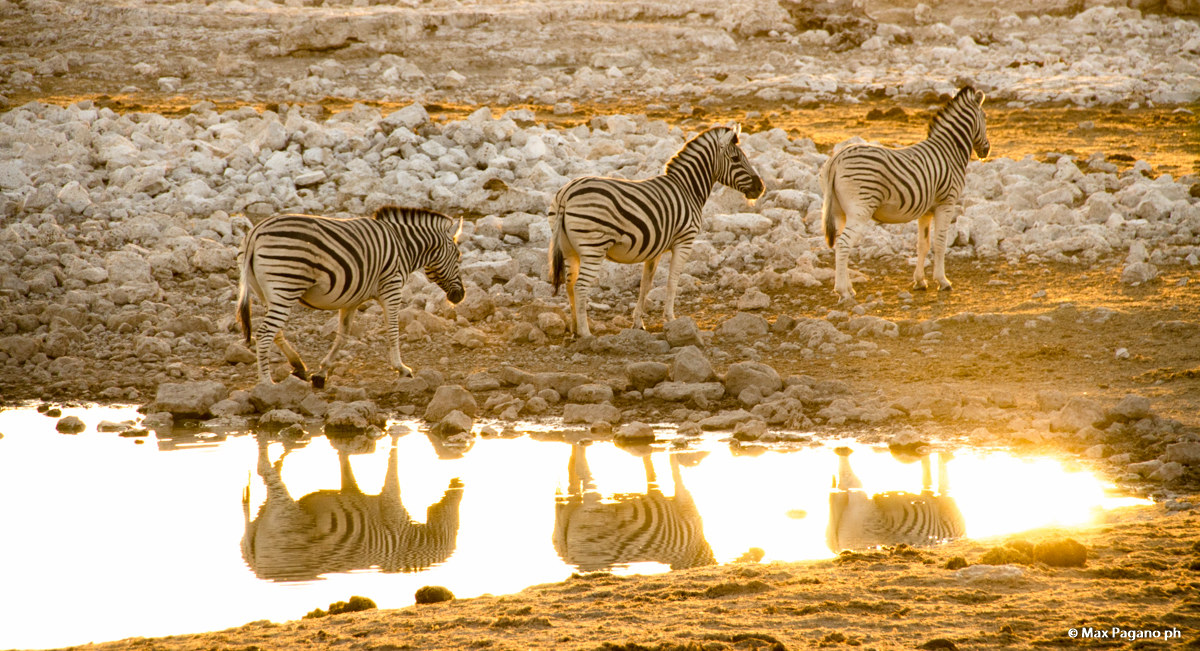 Namibia, Etosha Park