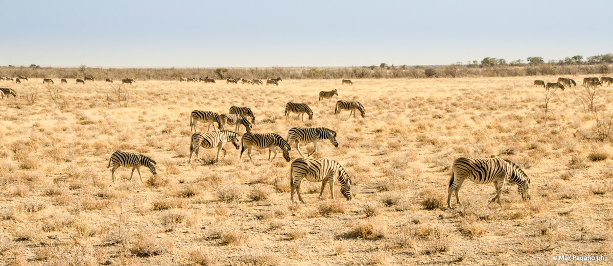 Namibia, Etosha Park