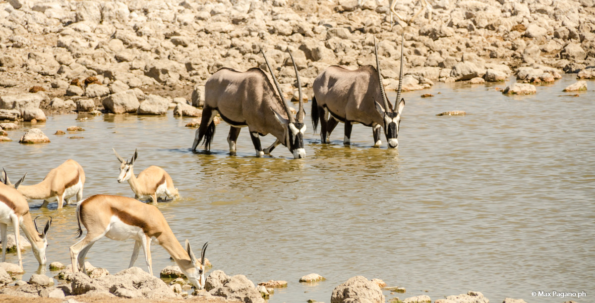 Namibia, Etosha Park