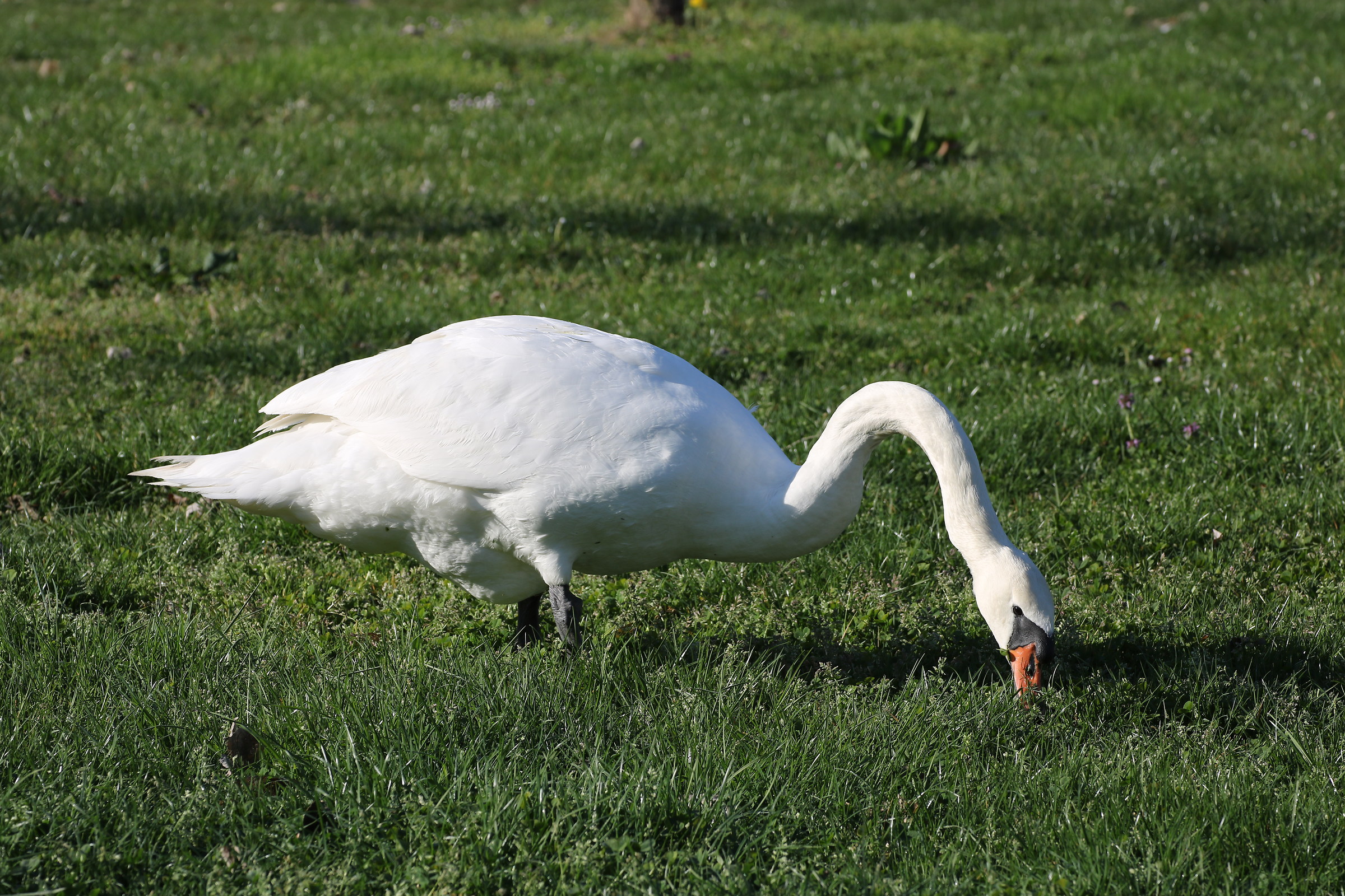 Even the swans graze