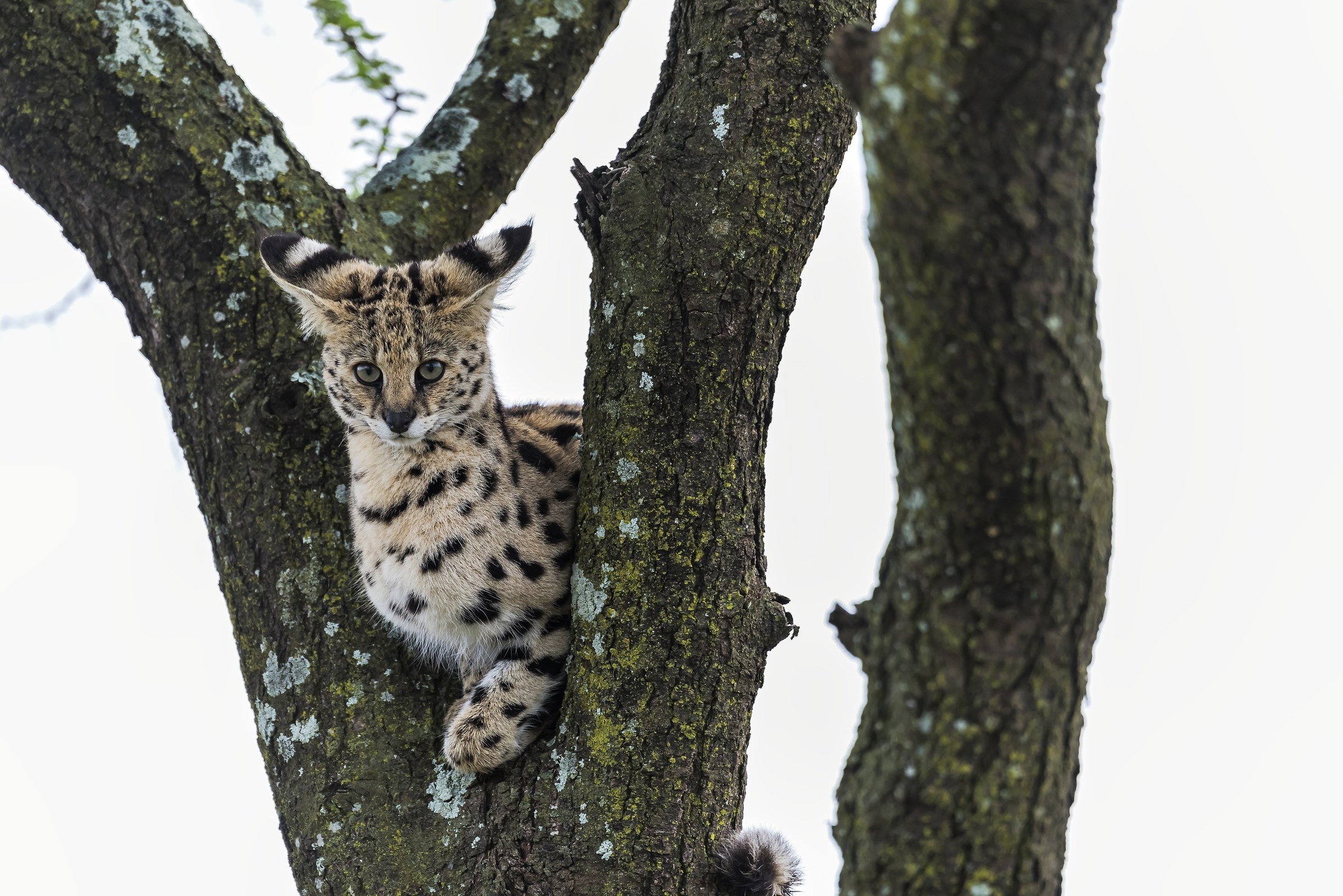 Tanzania 2017 - Serval