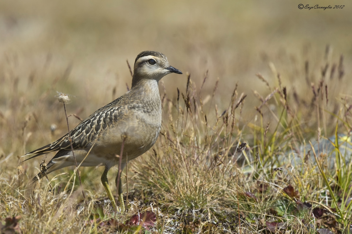 Dotterel