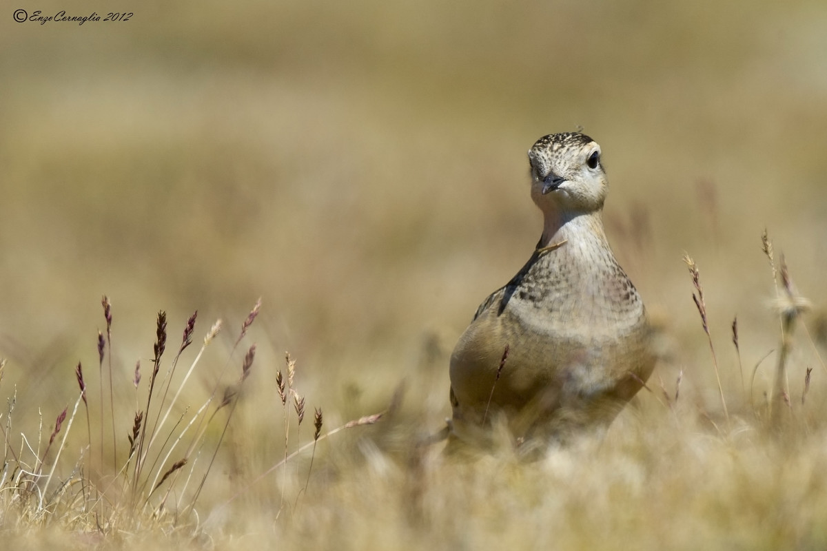 Dotterel