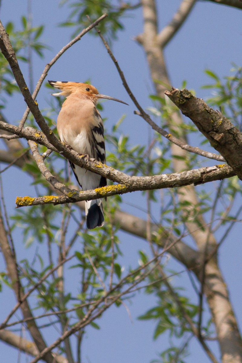 Hoopoe