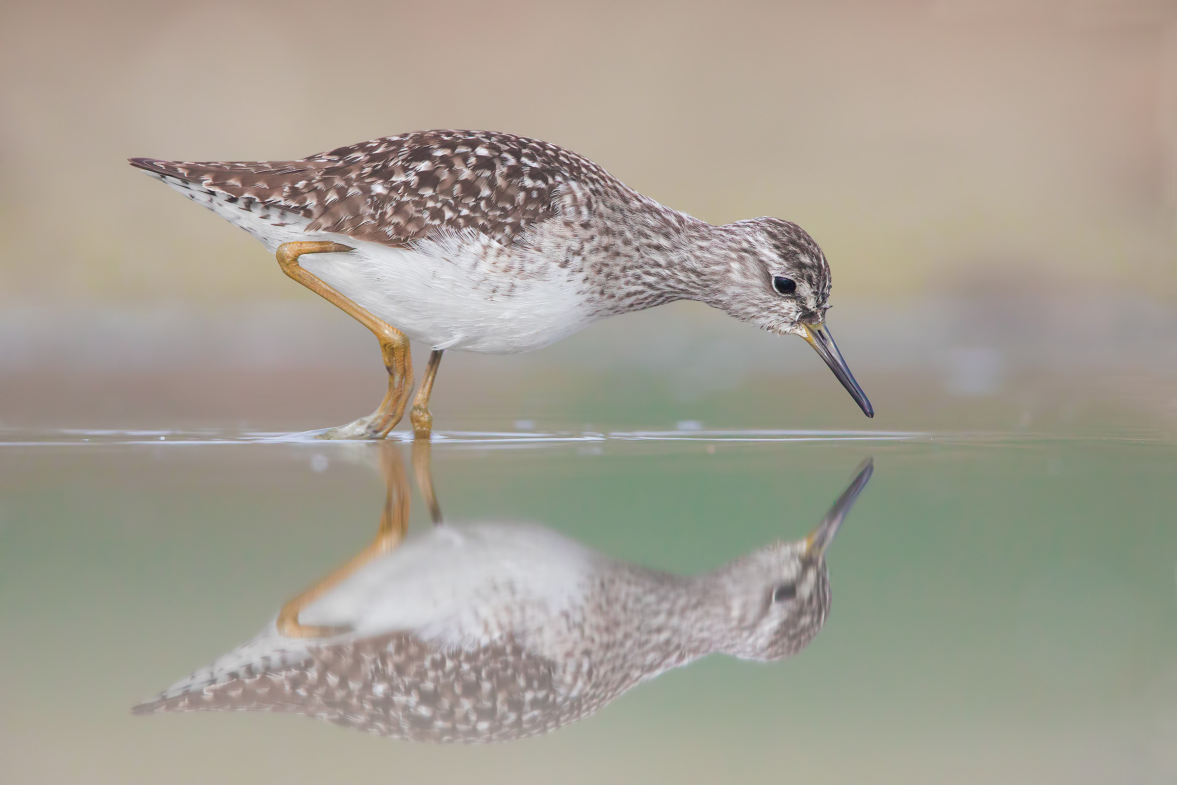 Wood Sandpiper in damn fog