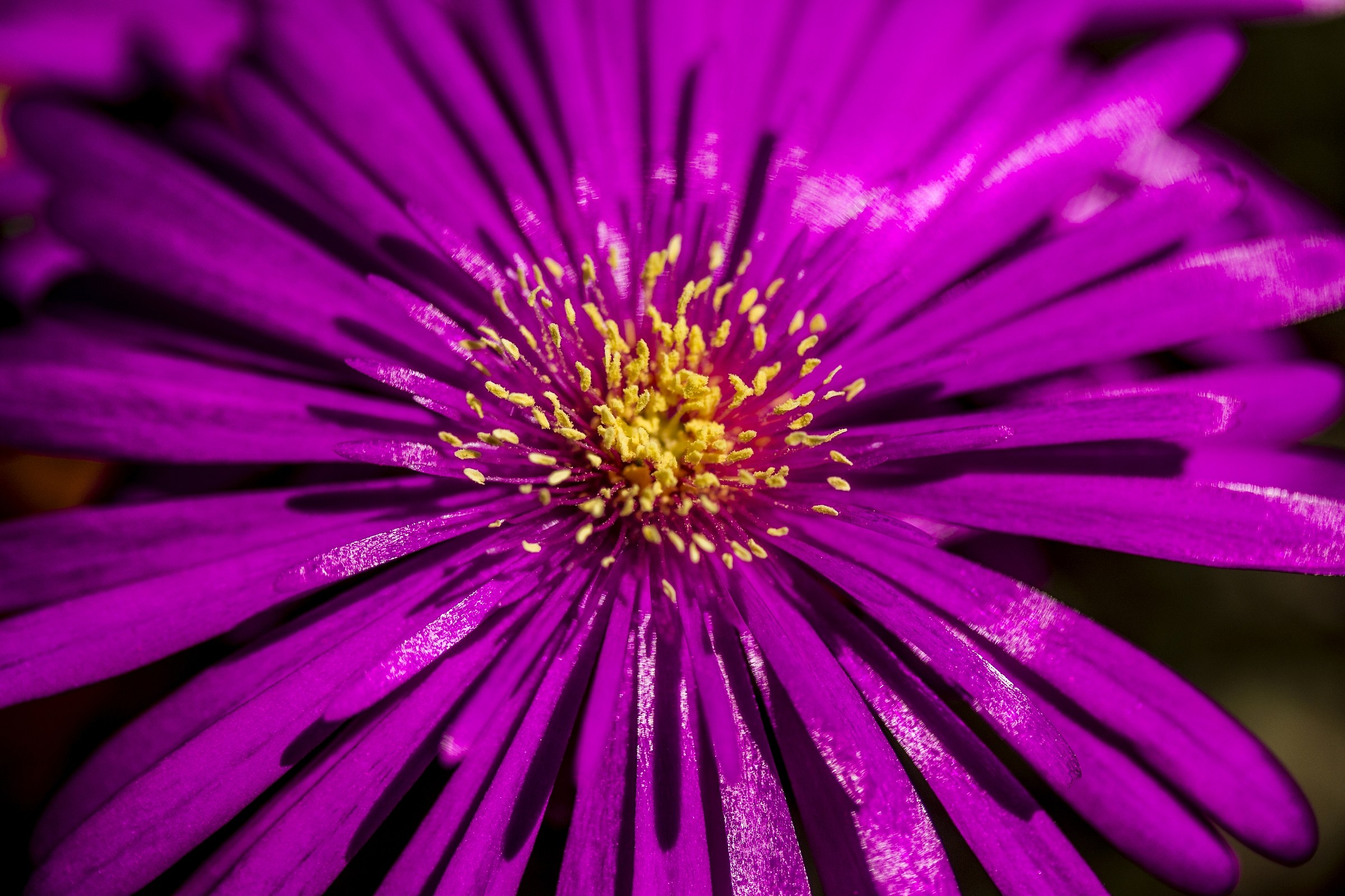 An explosion of color