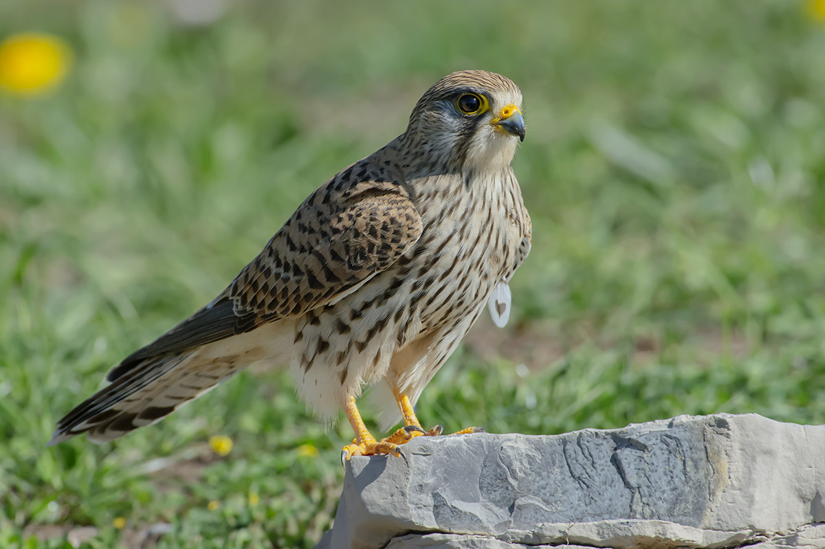 il ritorno del gheppio (falco tinnunculus)