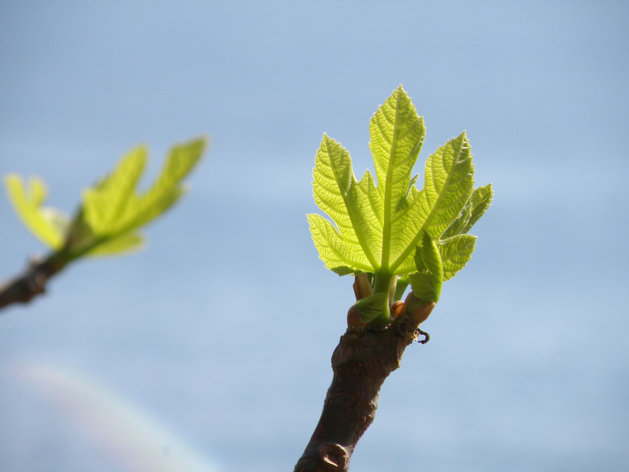 Germogli di fico