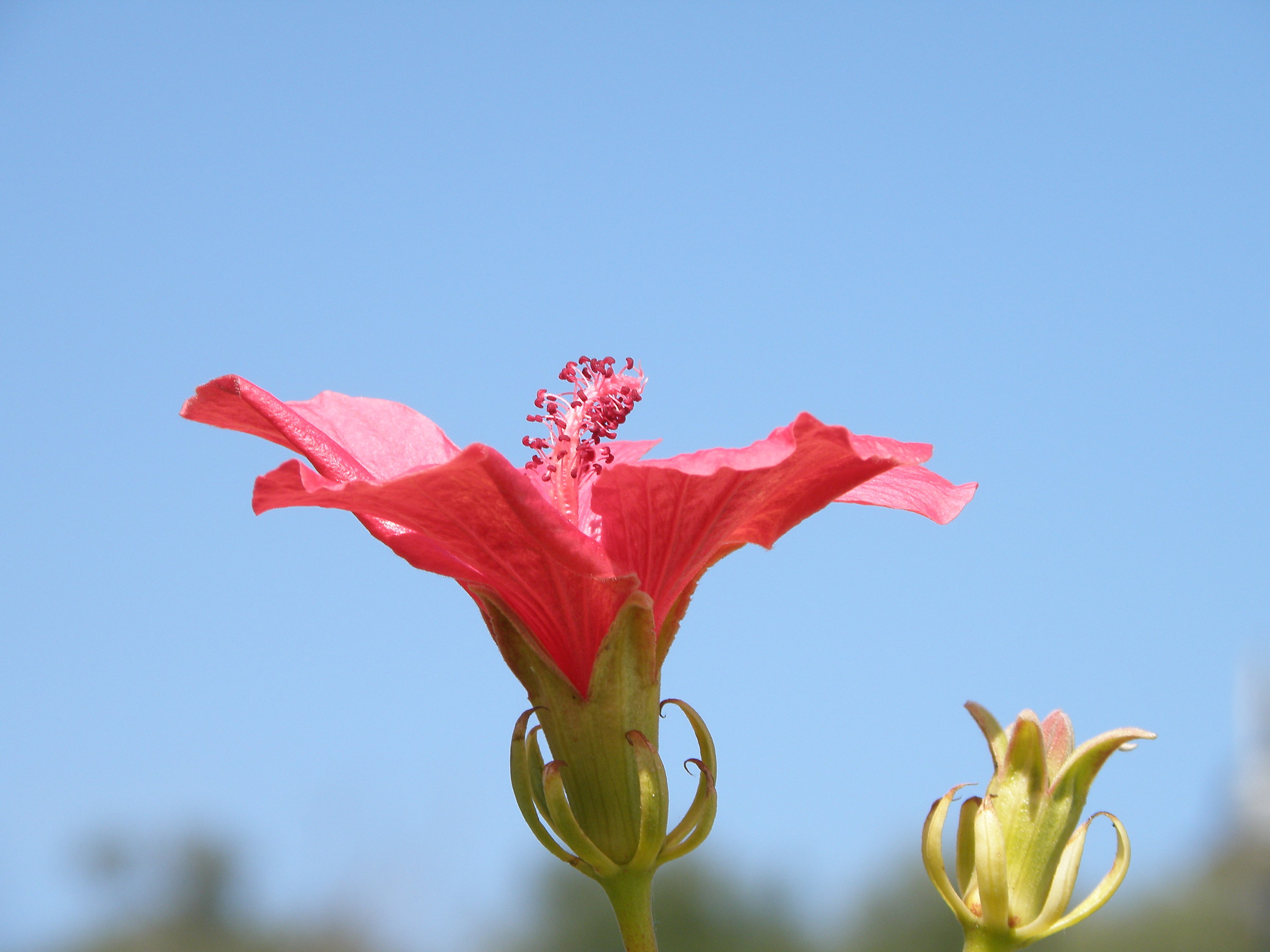 Vai con la primavera 2