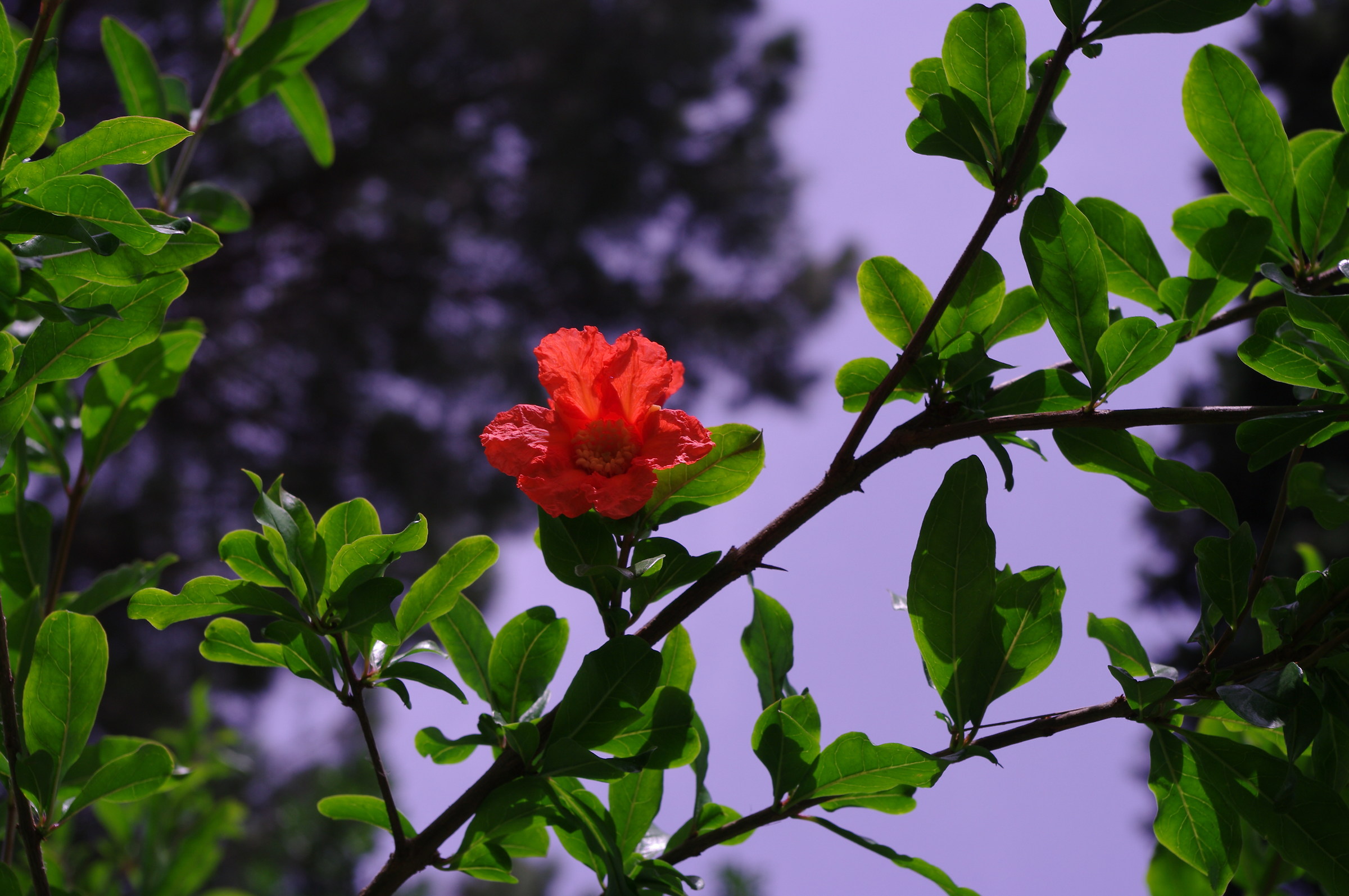 Vai con la primavera 3