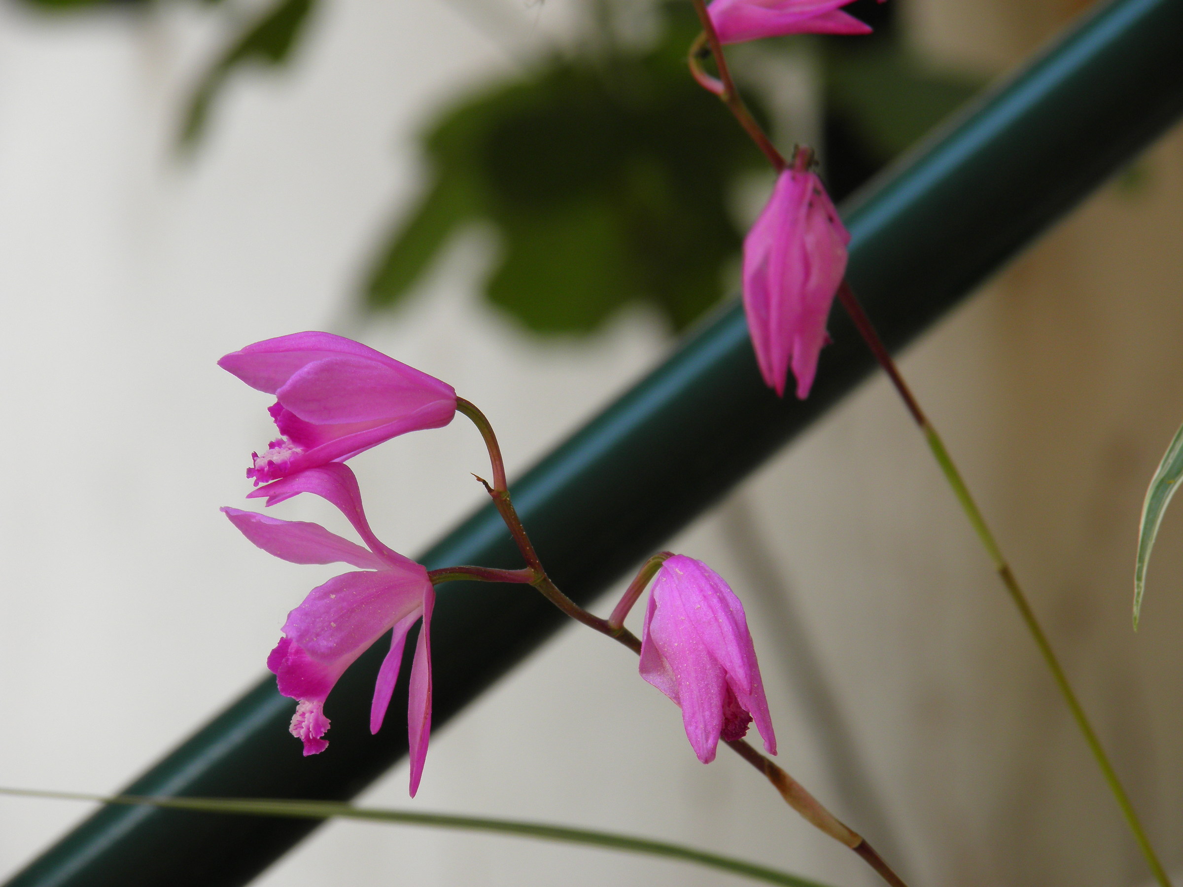 Vai con la primavera 4