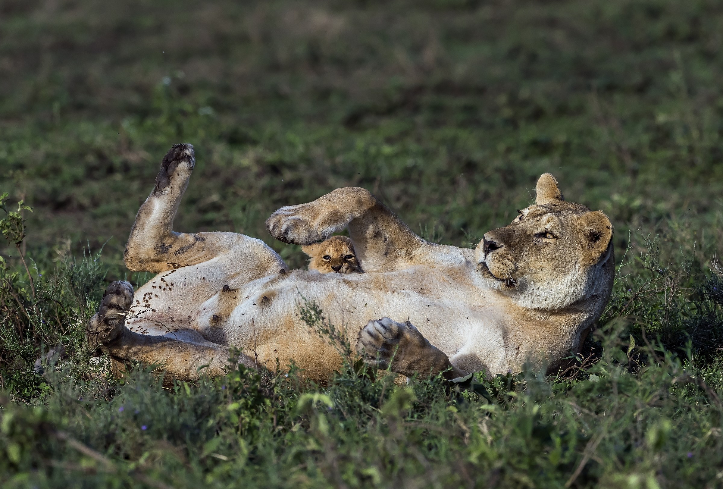 Tanzania 2017 - Il tenero intruso