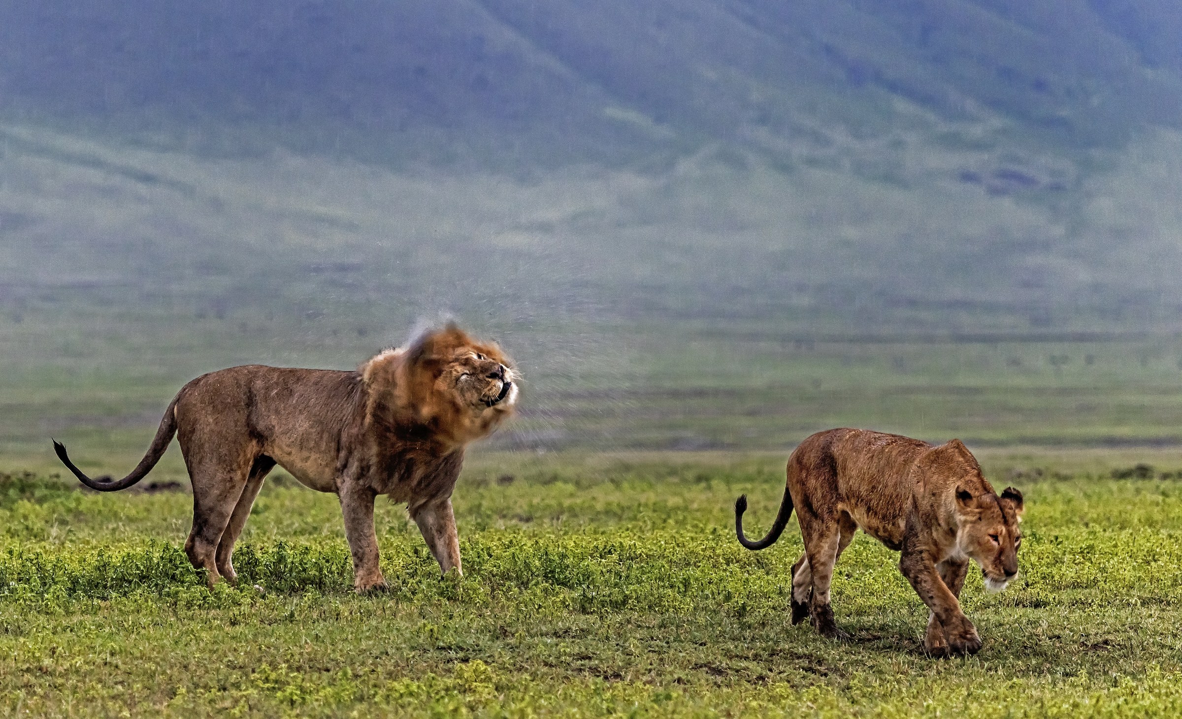 Tanzania 2017 - Love and shaking