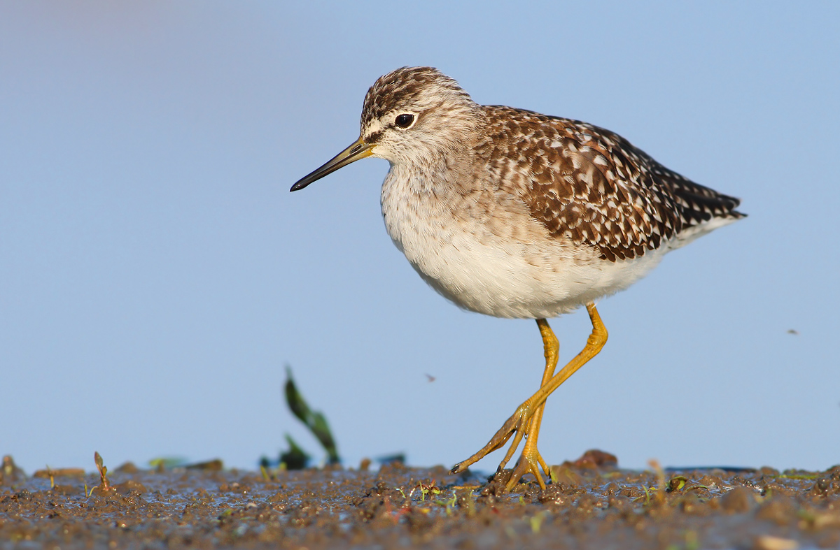 Wood Sandpiper