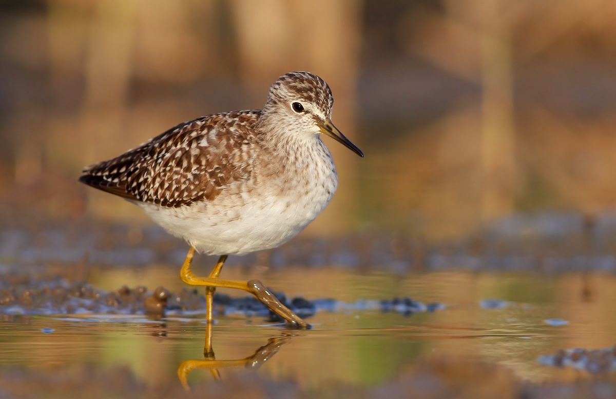 Wood Sandpiper