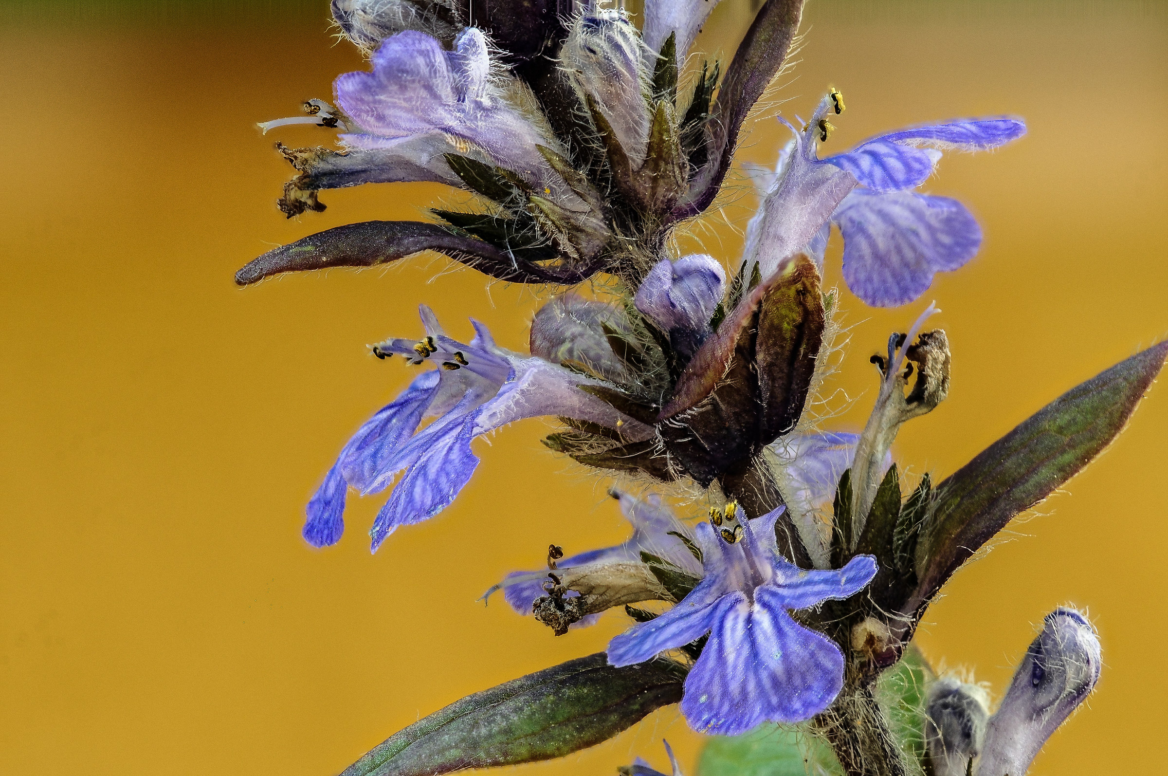 Ajuga reptans L.