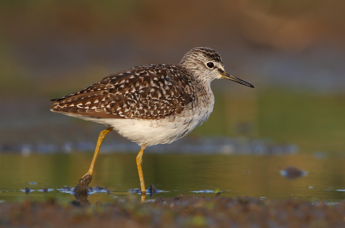 Wood Sandpiper