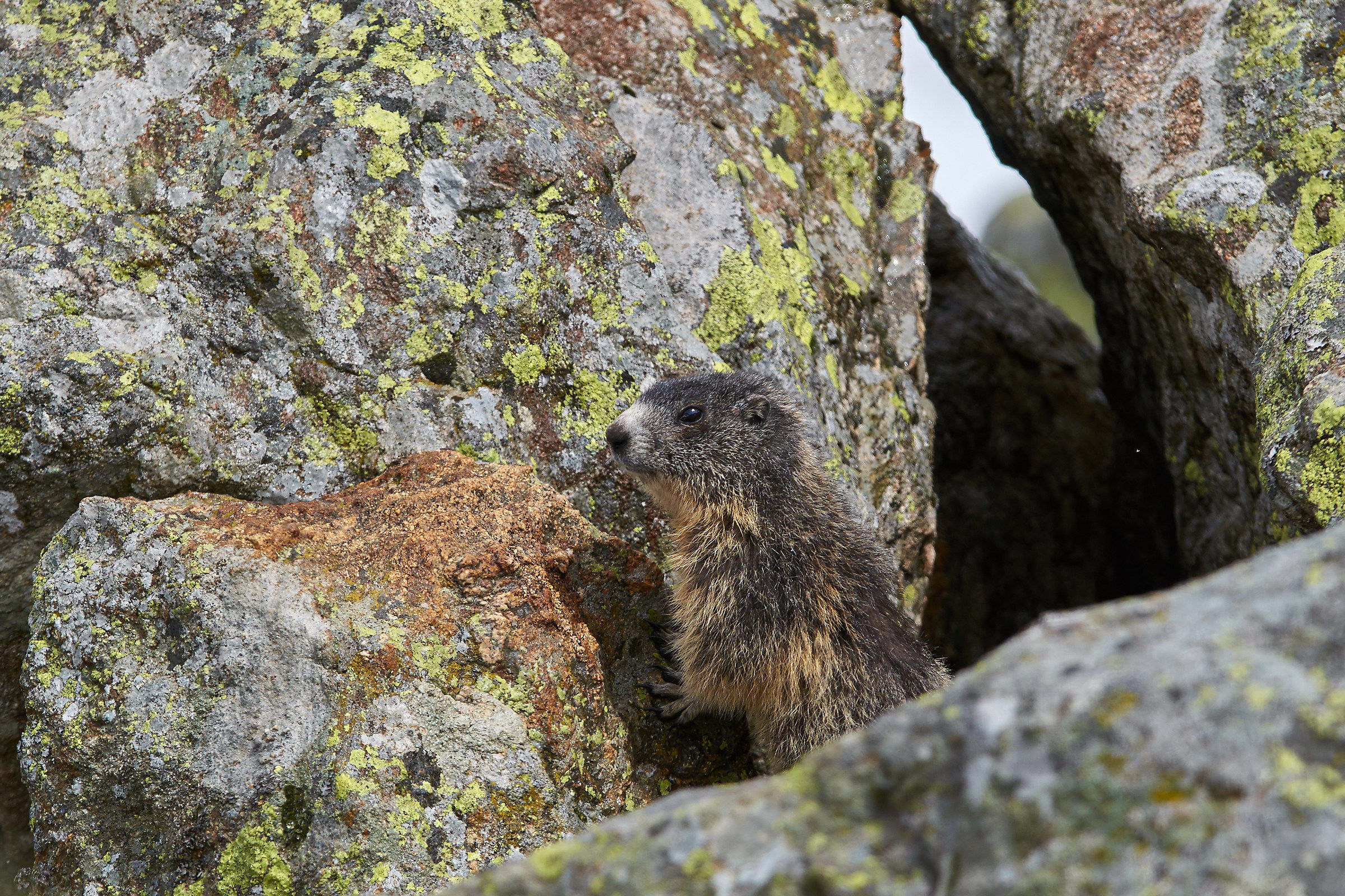 Young marmot