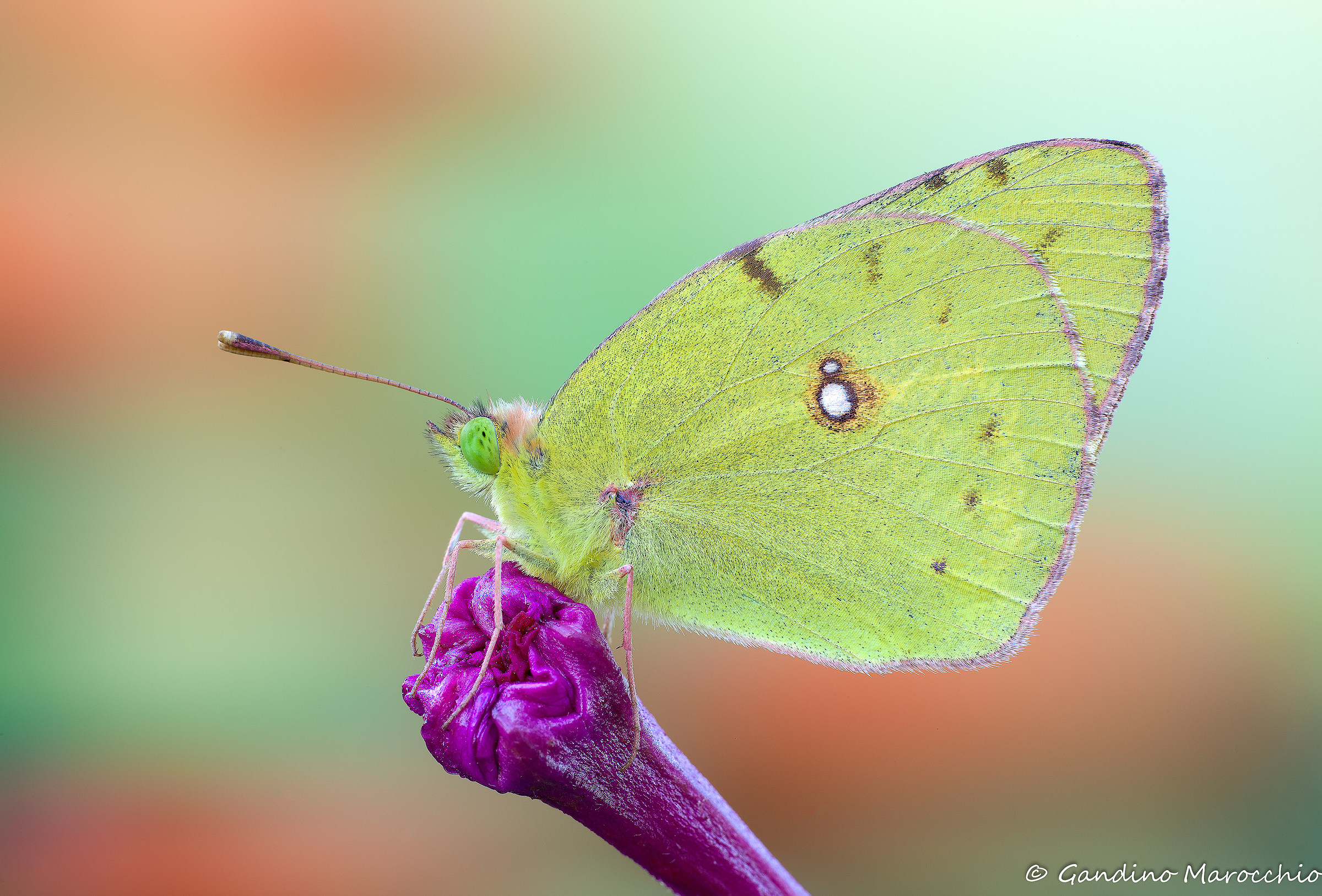 Colias Crocea