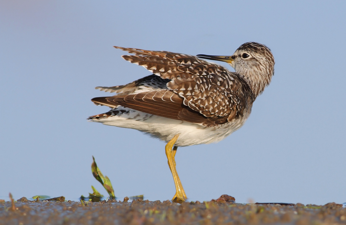 Wood Sandpiper