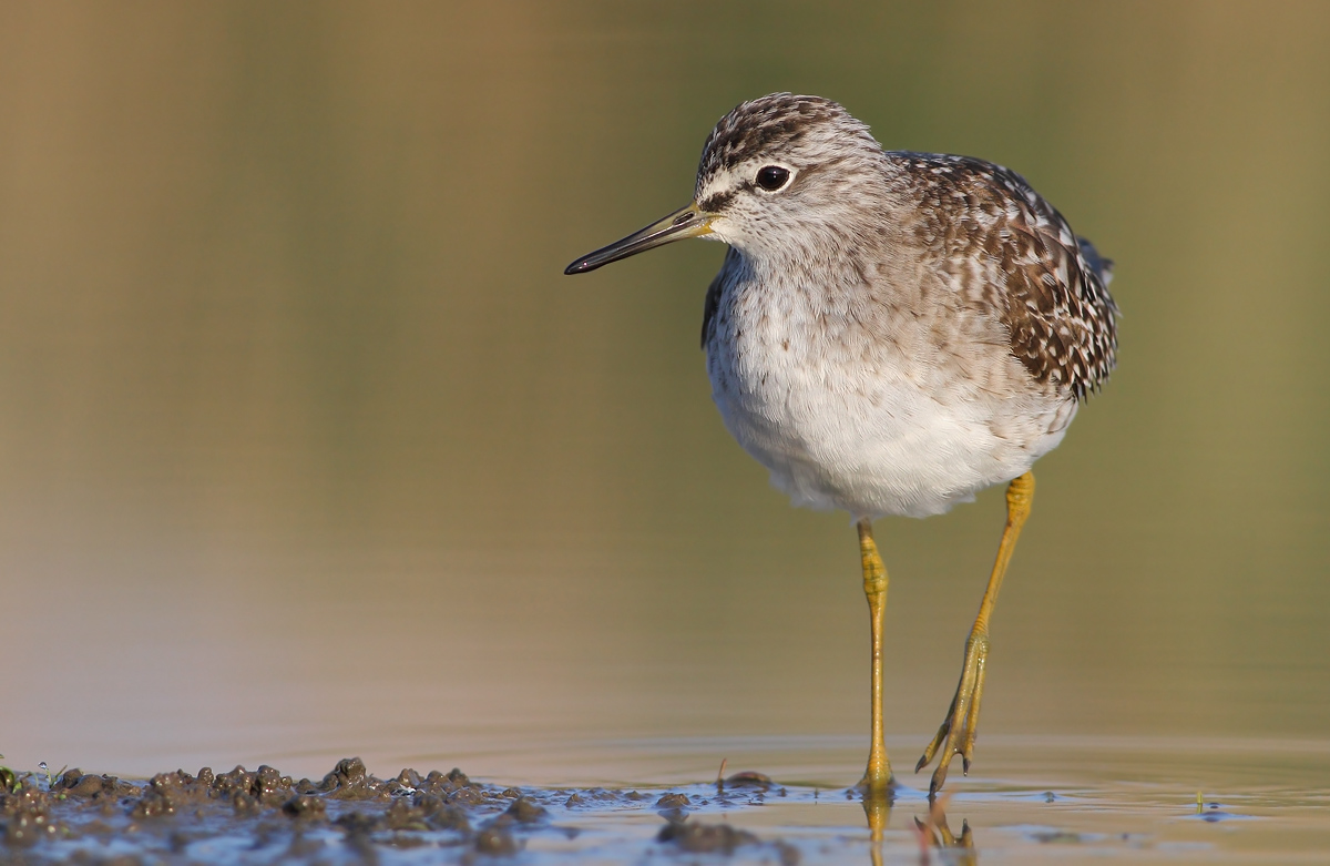 Wood Sandpiper