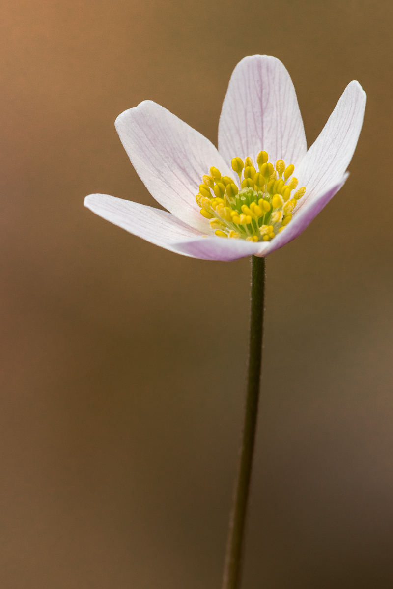 Anemone dei boschi (Anemone nemorosa)