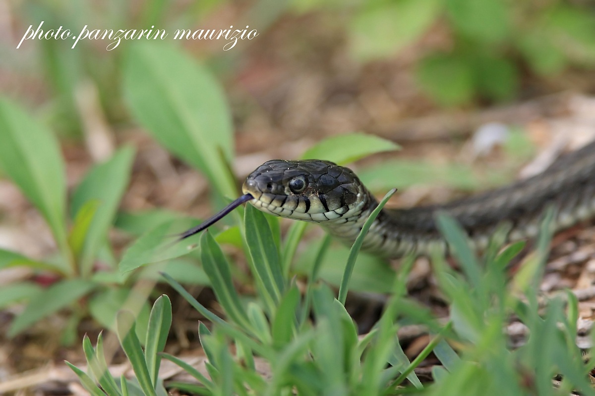 grass snake