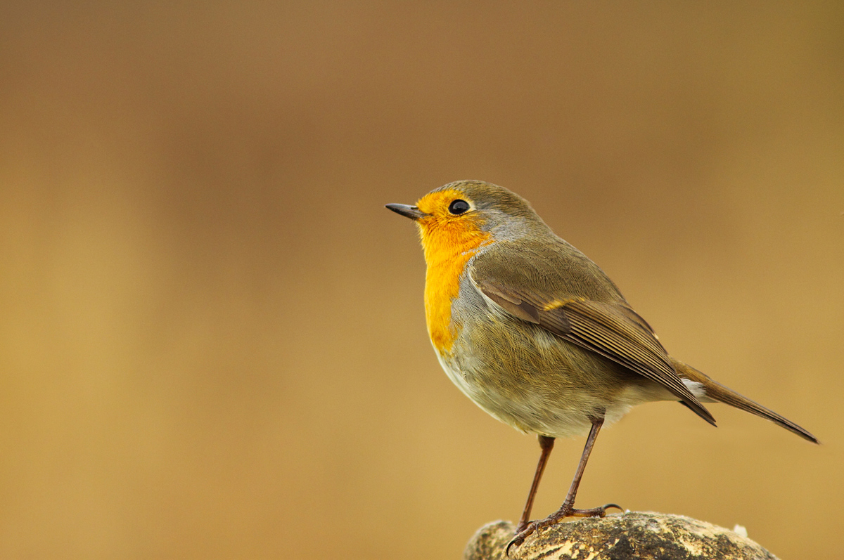 Pettirosso all'alba ...