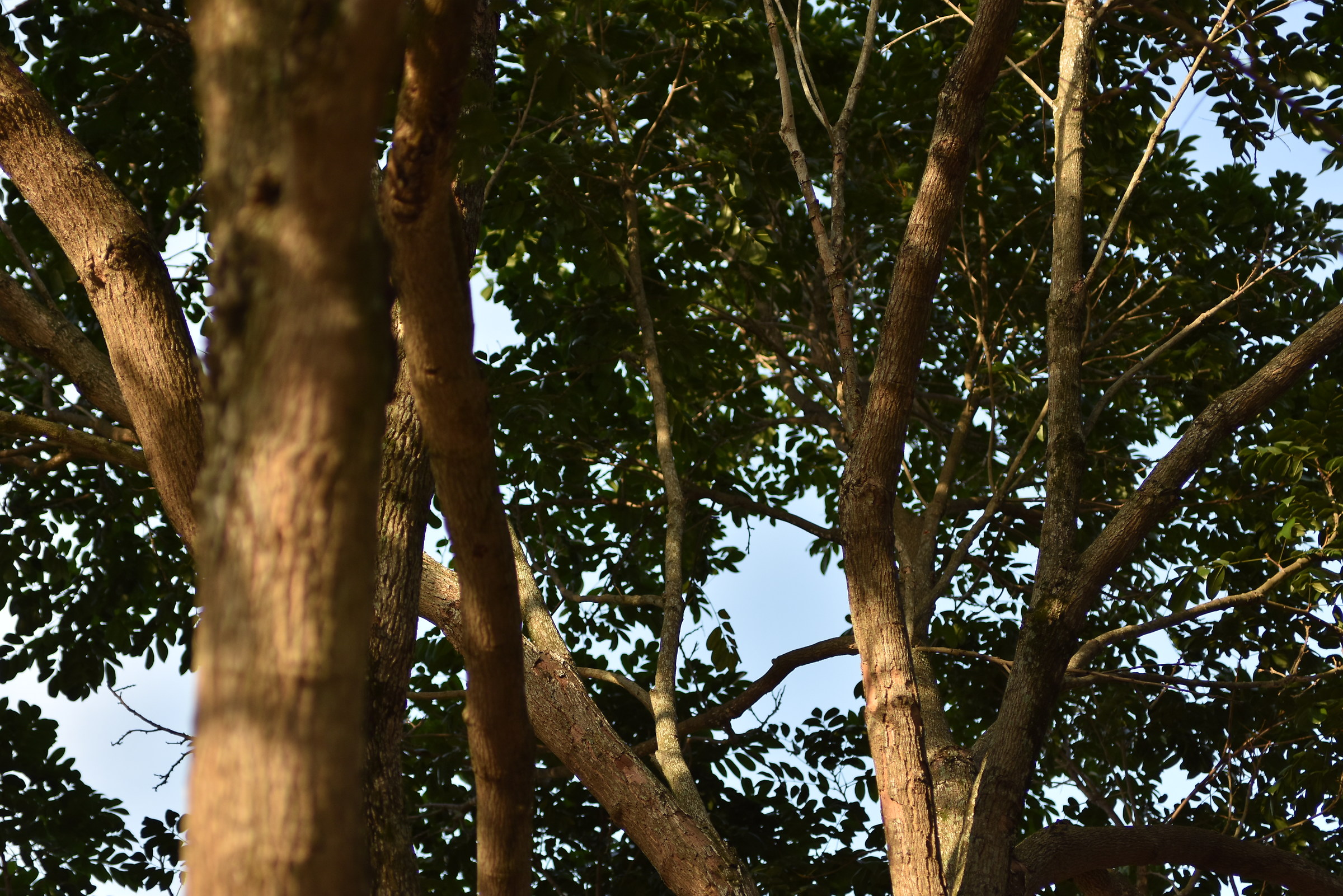 Enfoque puesto en centro derecho