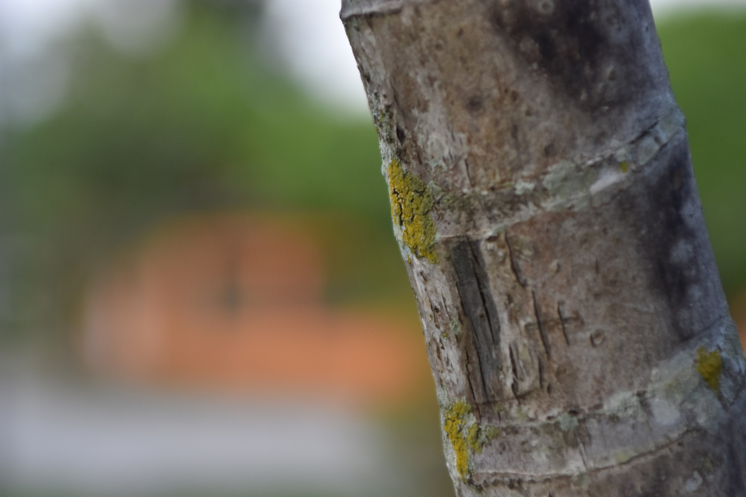 Enfocando el extremo izquierdo del tronco