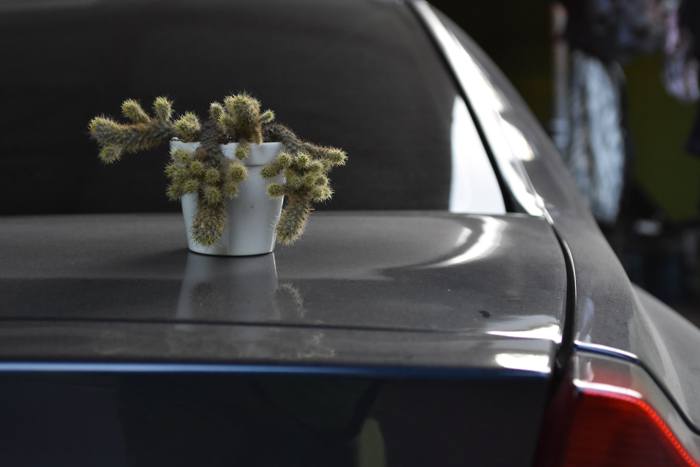 Cactus sobre vehículo lleno de polvo