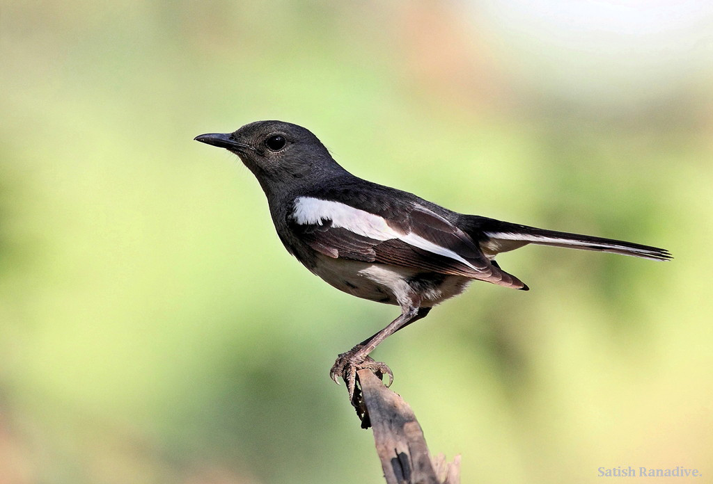 Magpie Robin