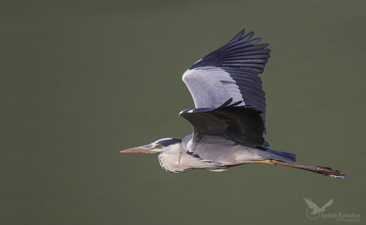 Grey Heron.