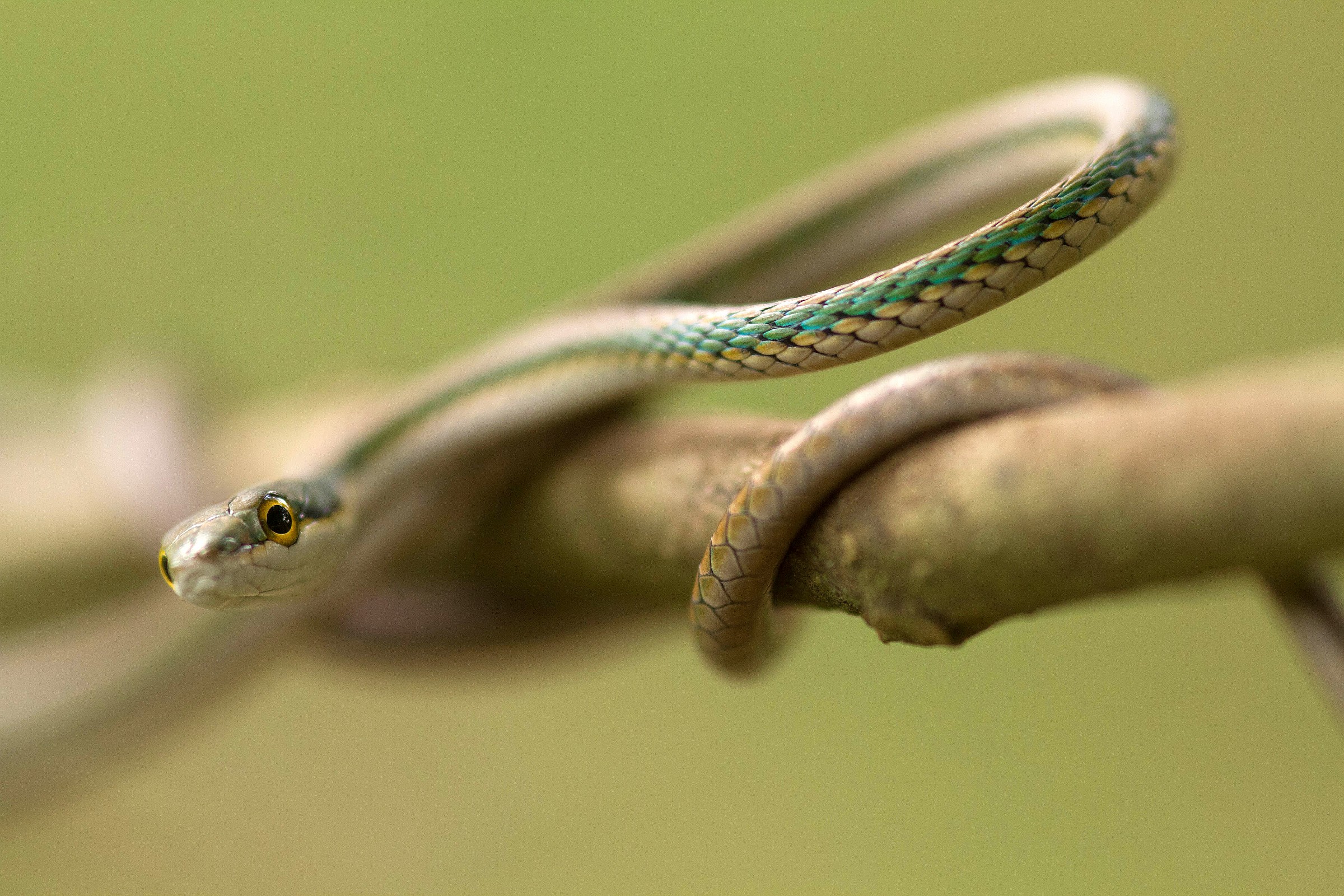 Vine serpente