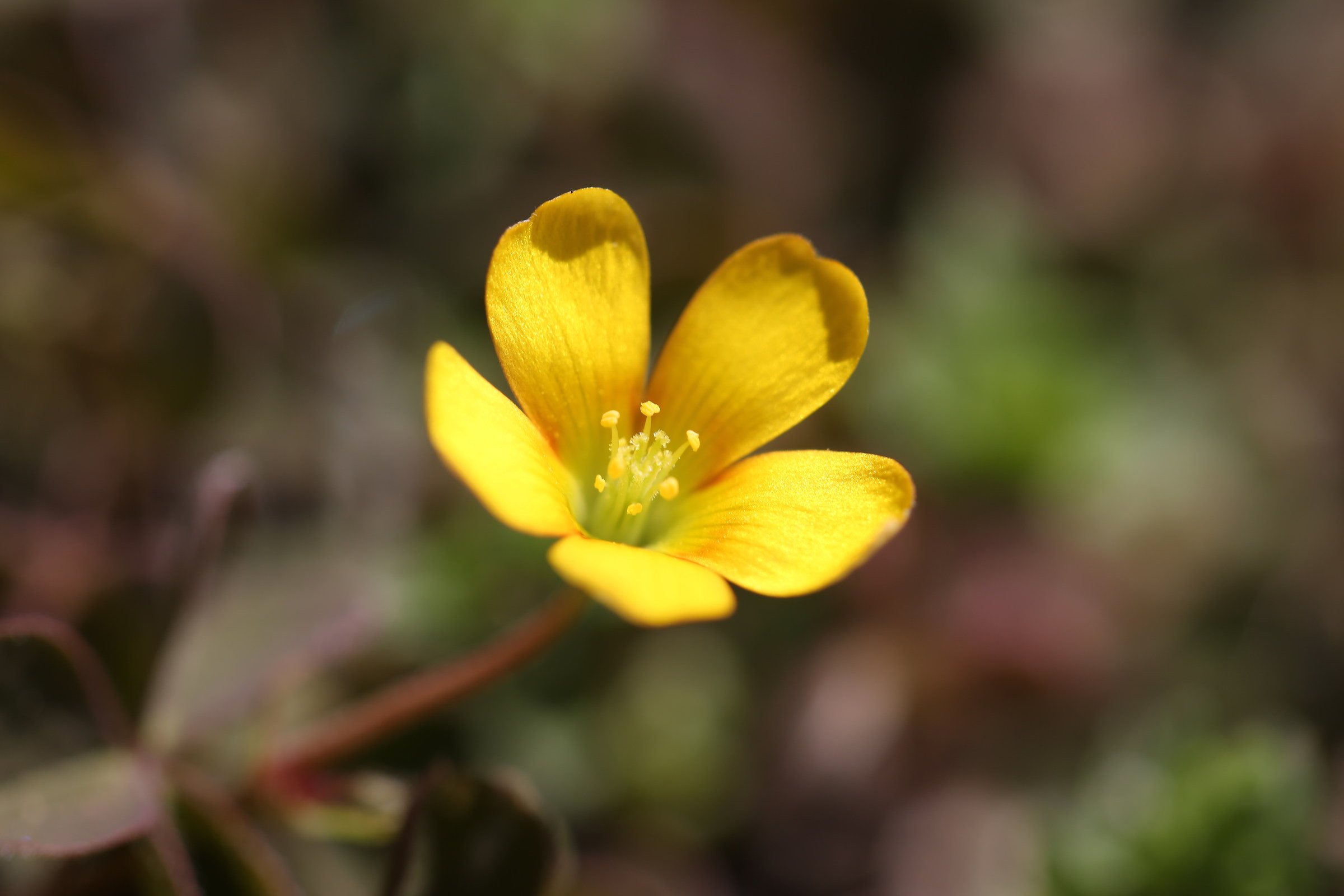 Tiny yellow flower