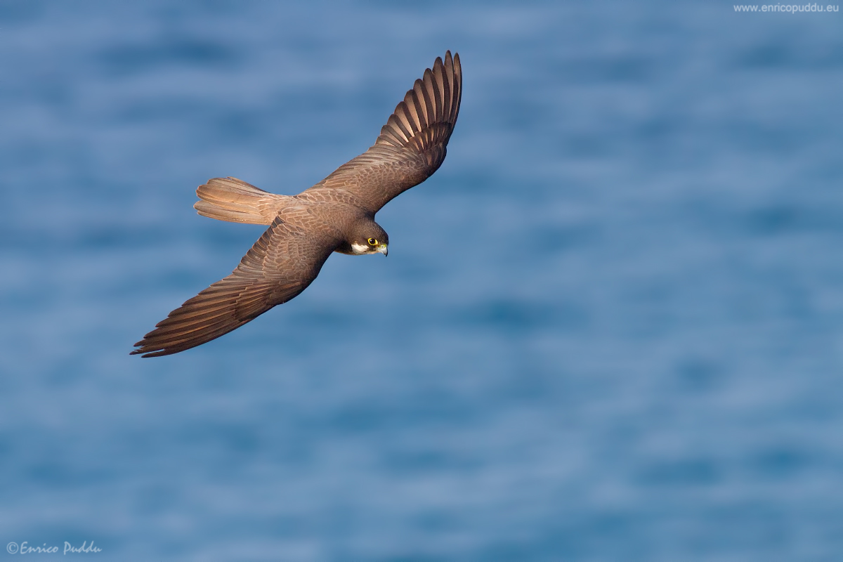 Falco di Eleonora nel blu del mare della Sardegna