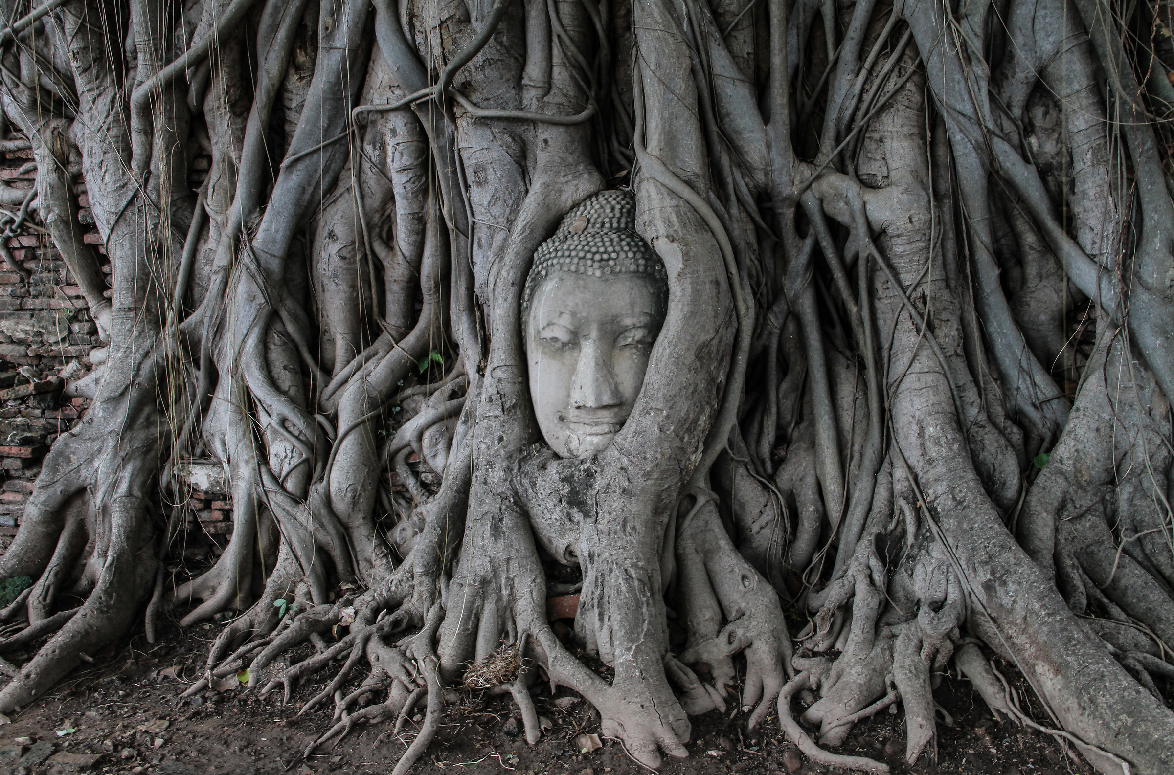 The culture is imprinted in the roots