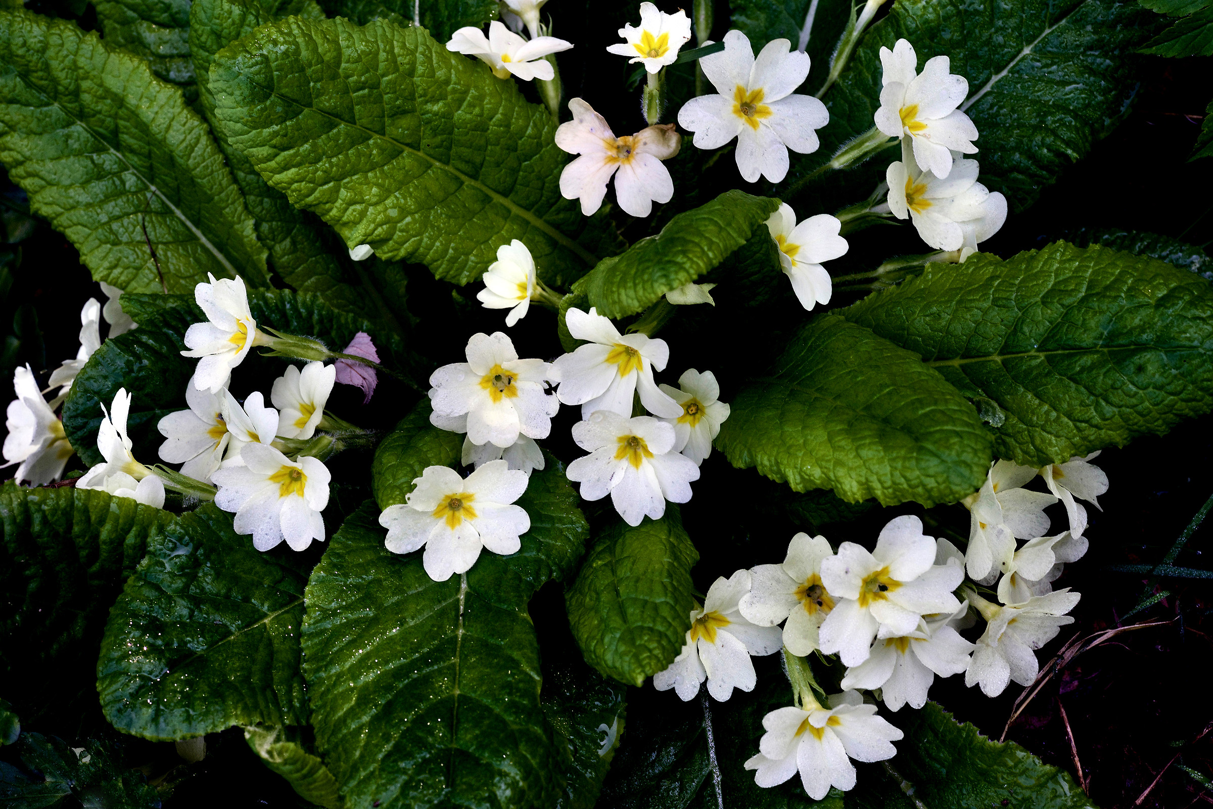 Primroses