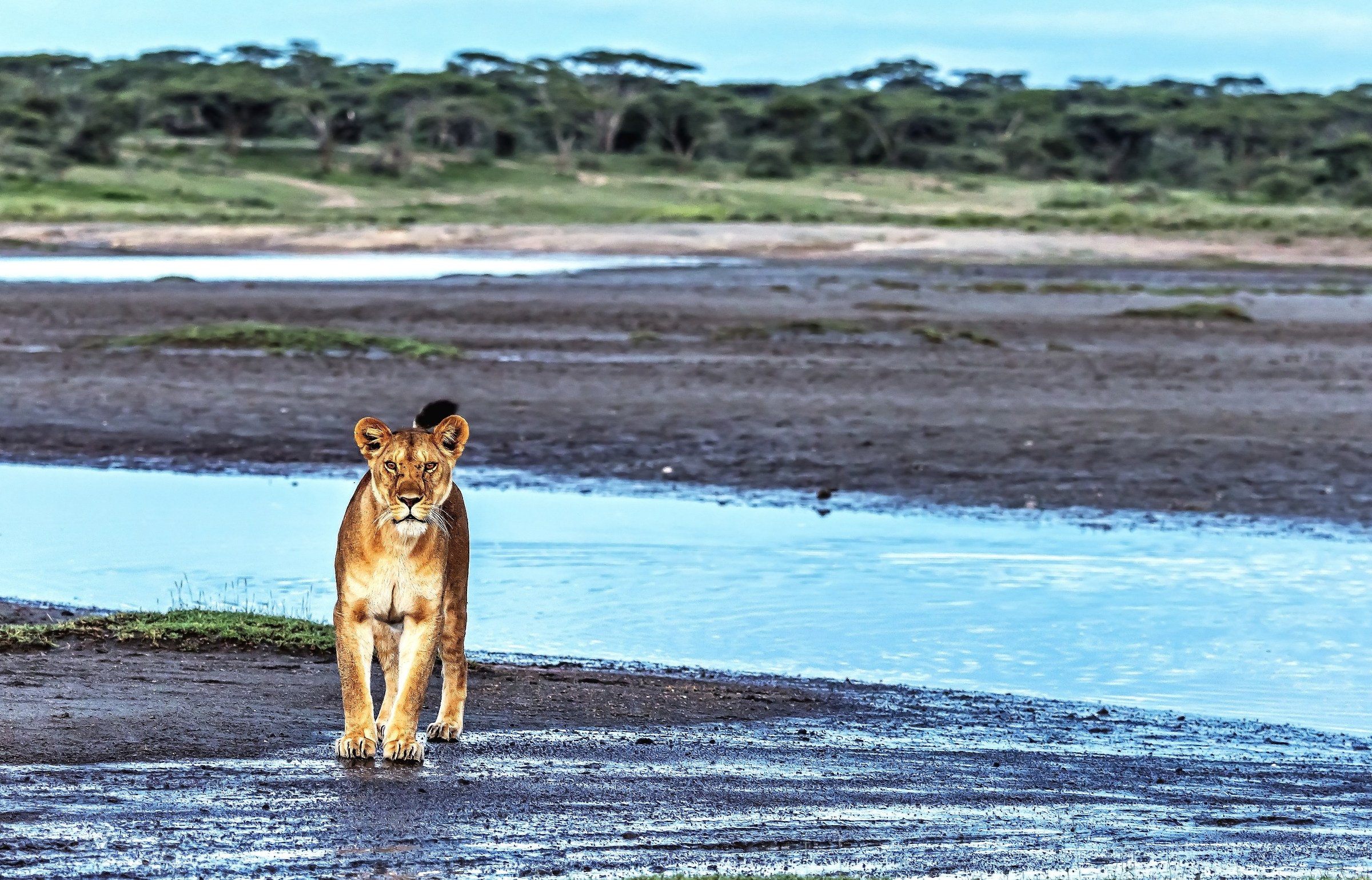 Tanzania 2017 - Nel marsh di Ndutu