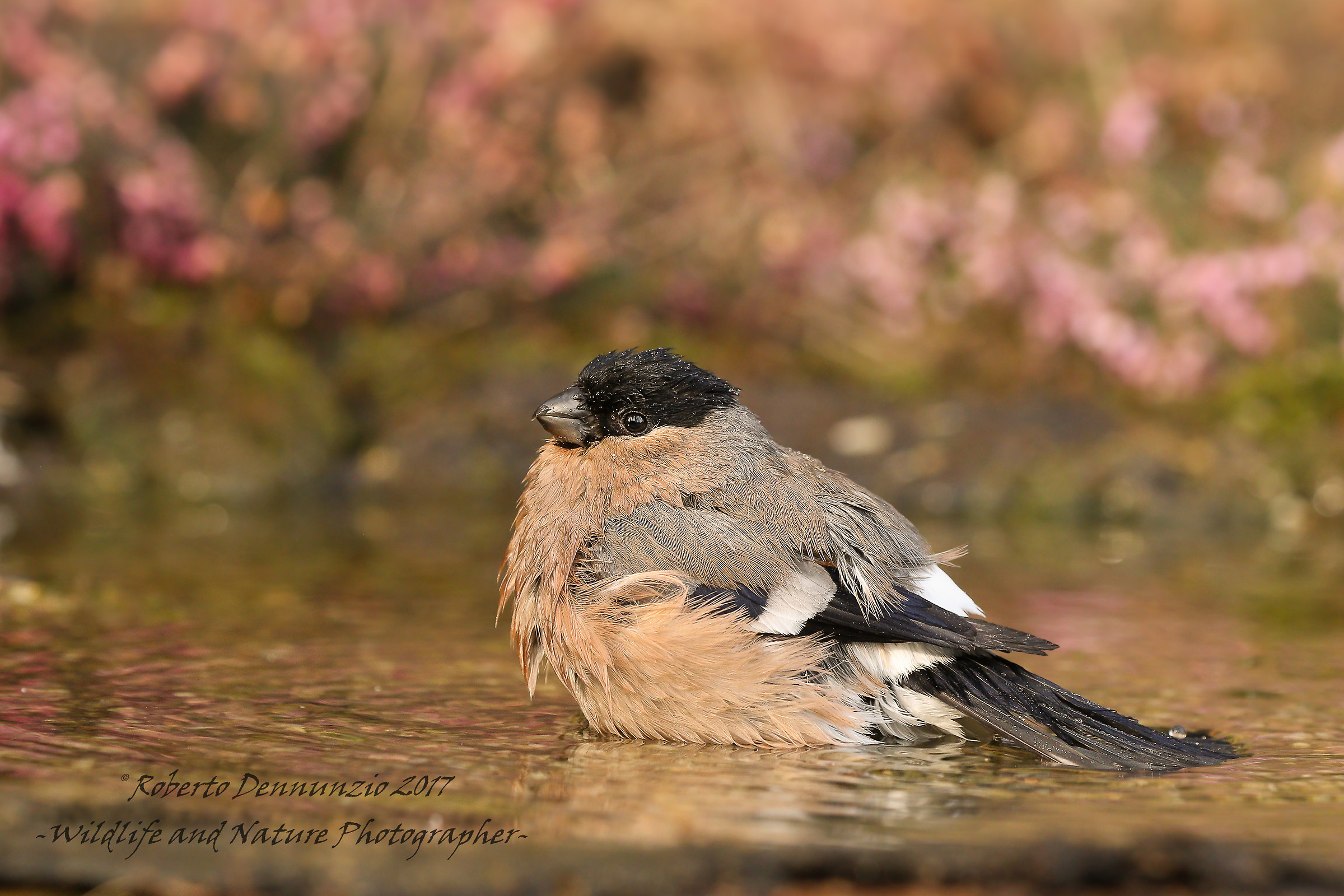 Ciuffolotta al bagnetto