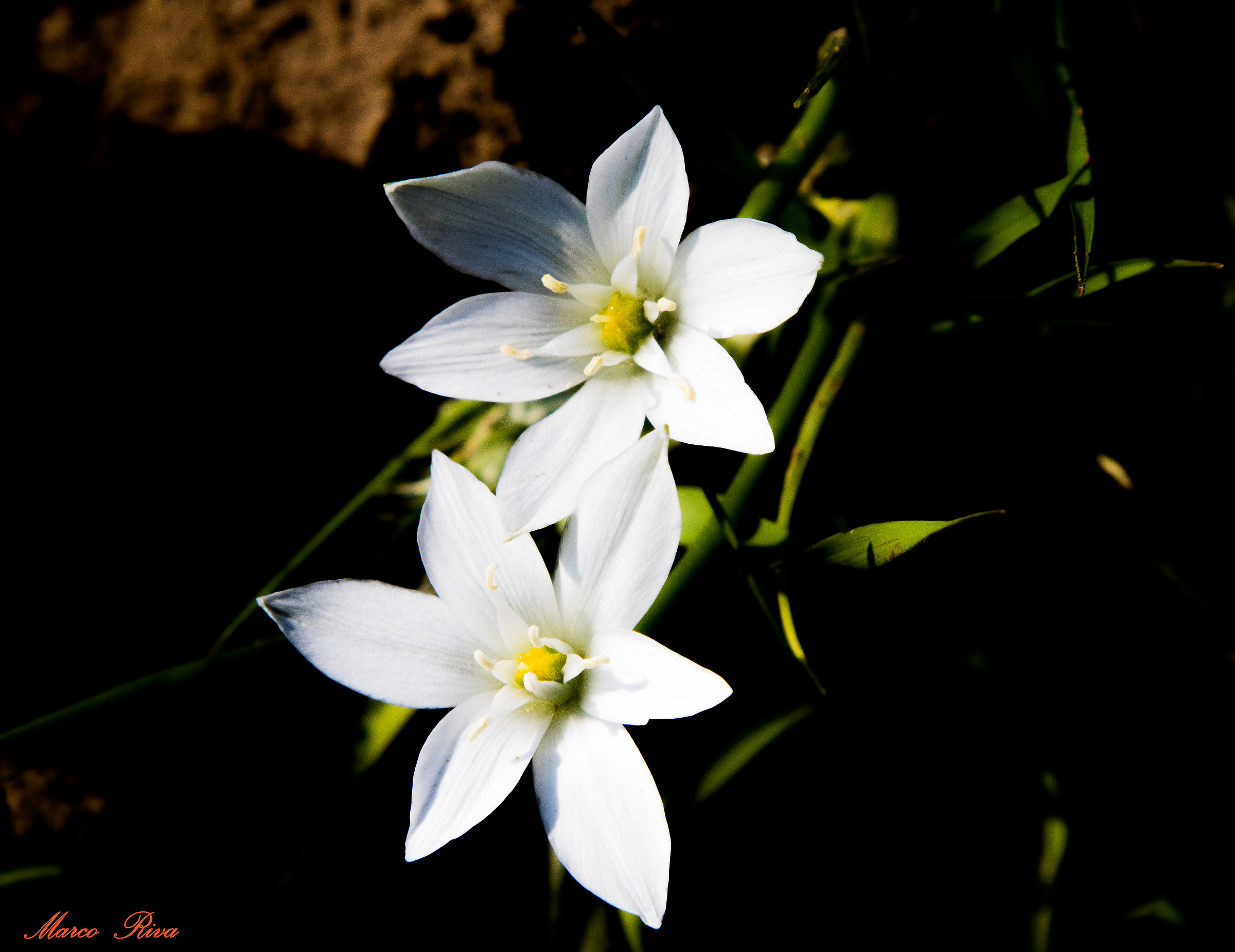 Ornithogalum Umbellatum, Stella di Betlemme.
