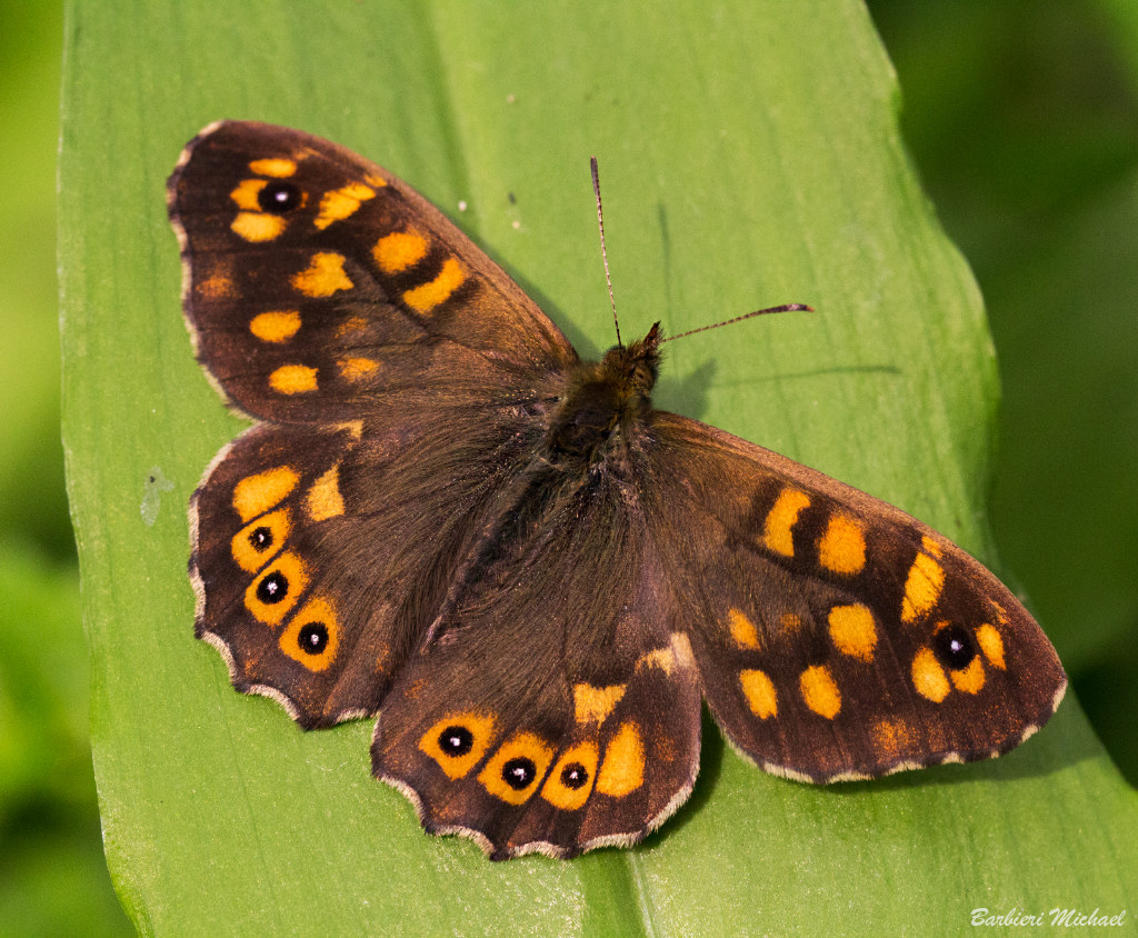 Pararge aegeria L.