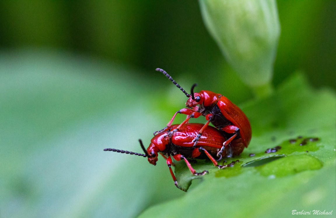 e' primavera per tutti...