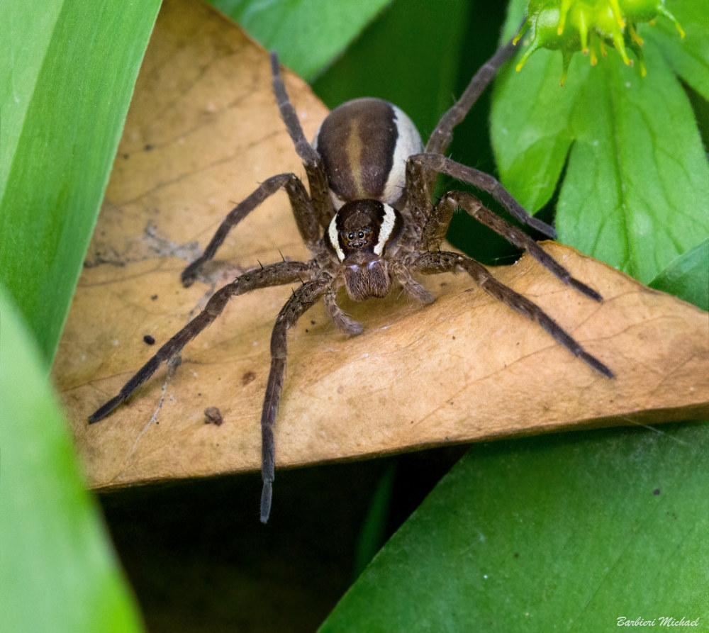 Dolomedes fimbriatus