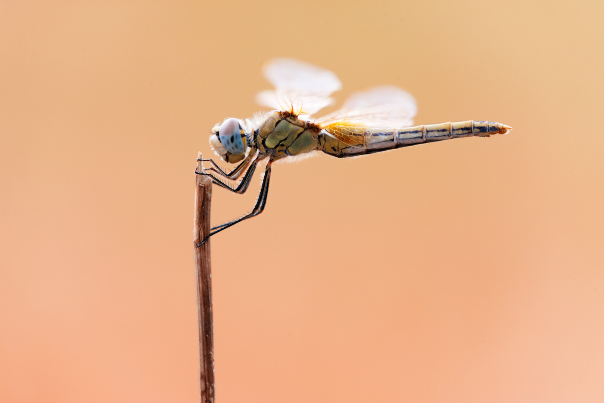 Sympetrum fonscolombii