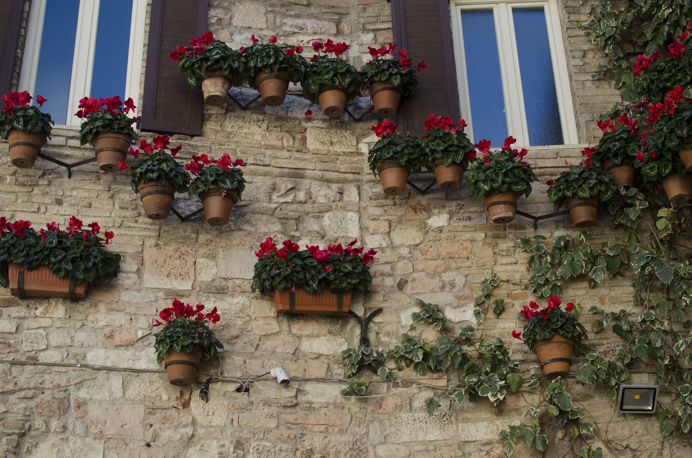 Assisi flowers, Italy