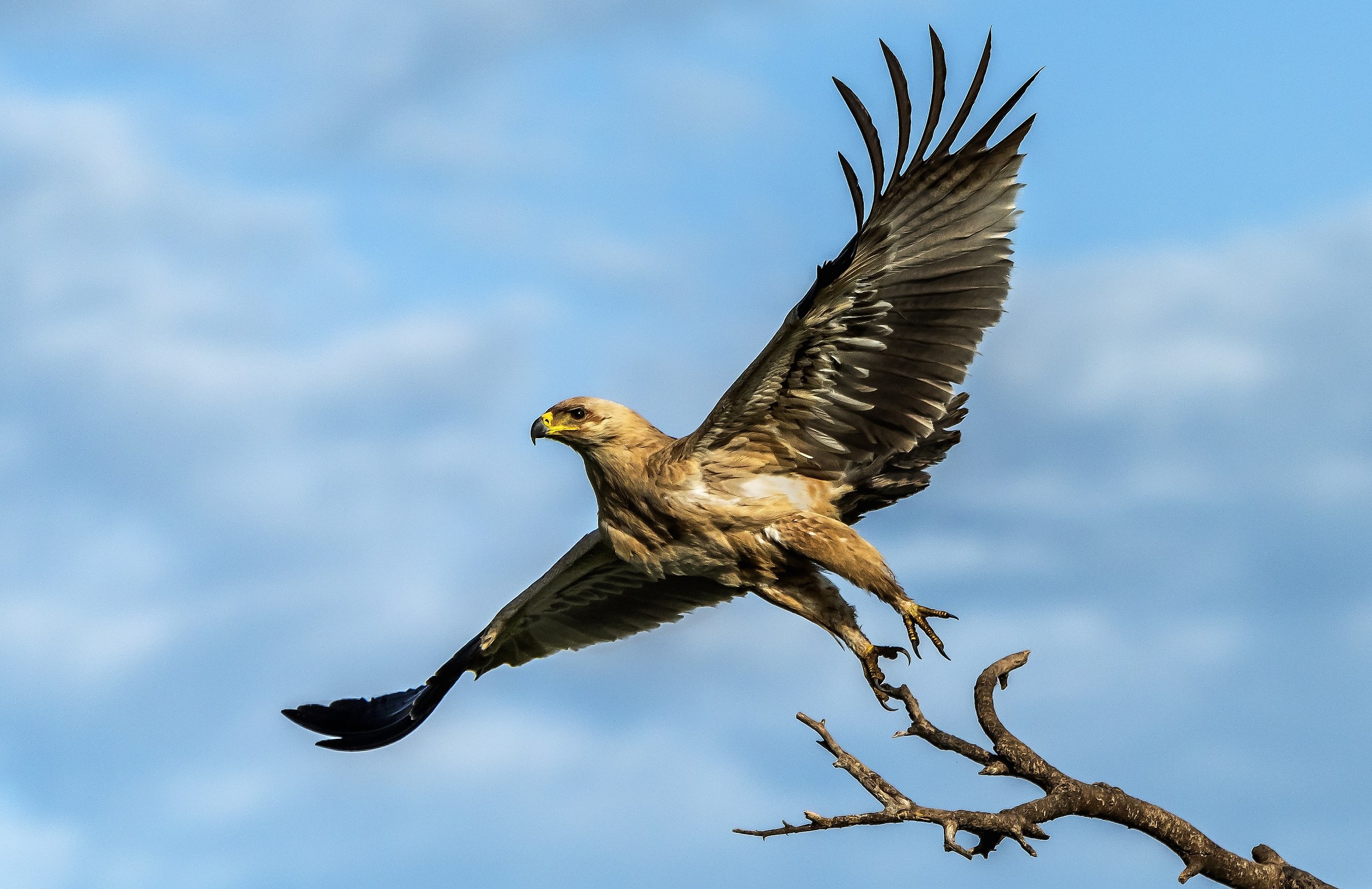 Tanzania 2017 - Aquila rapace