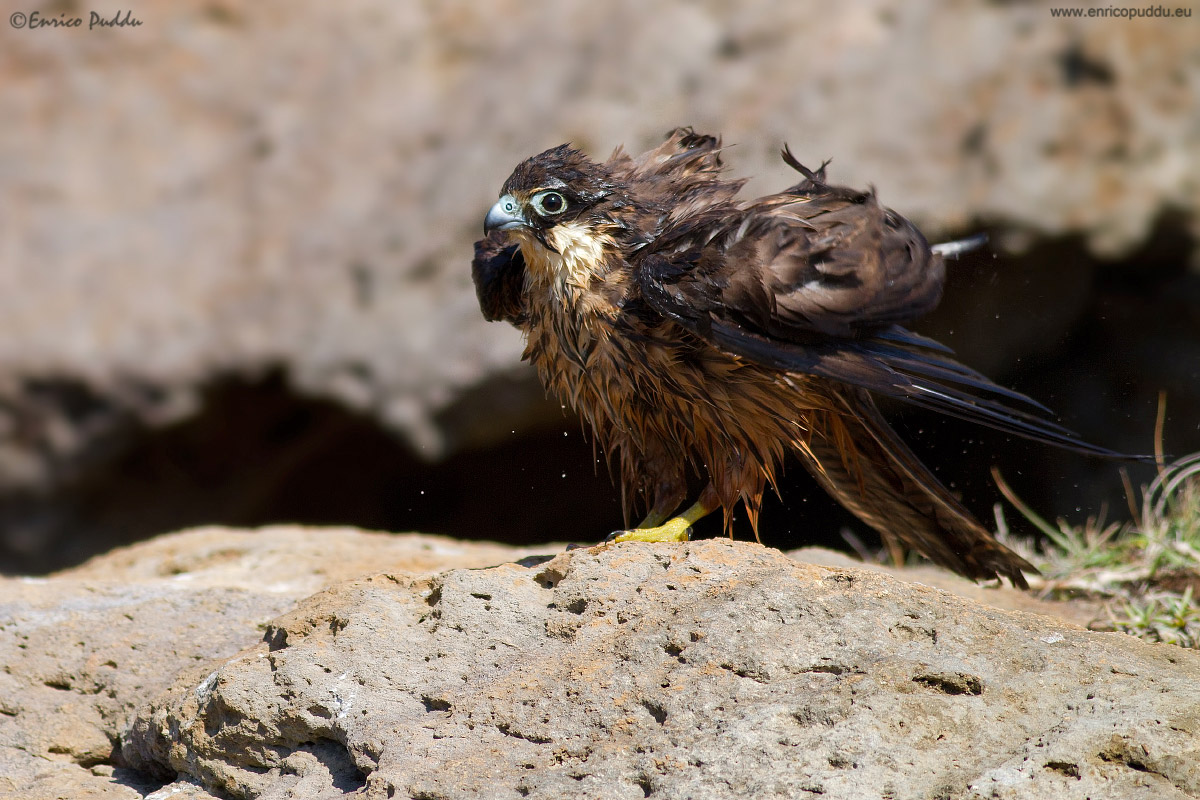 Sgrullatina post bagno