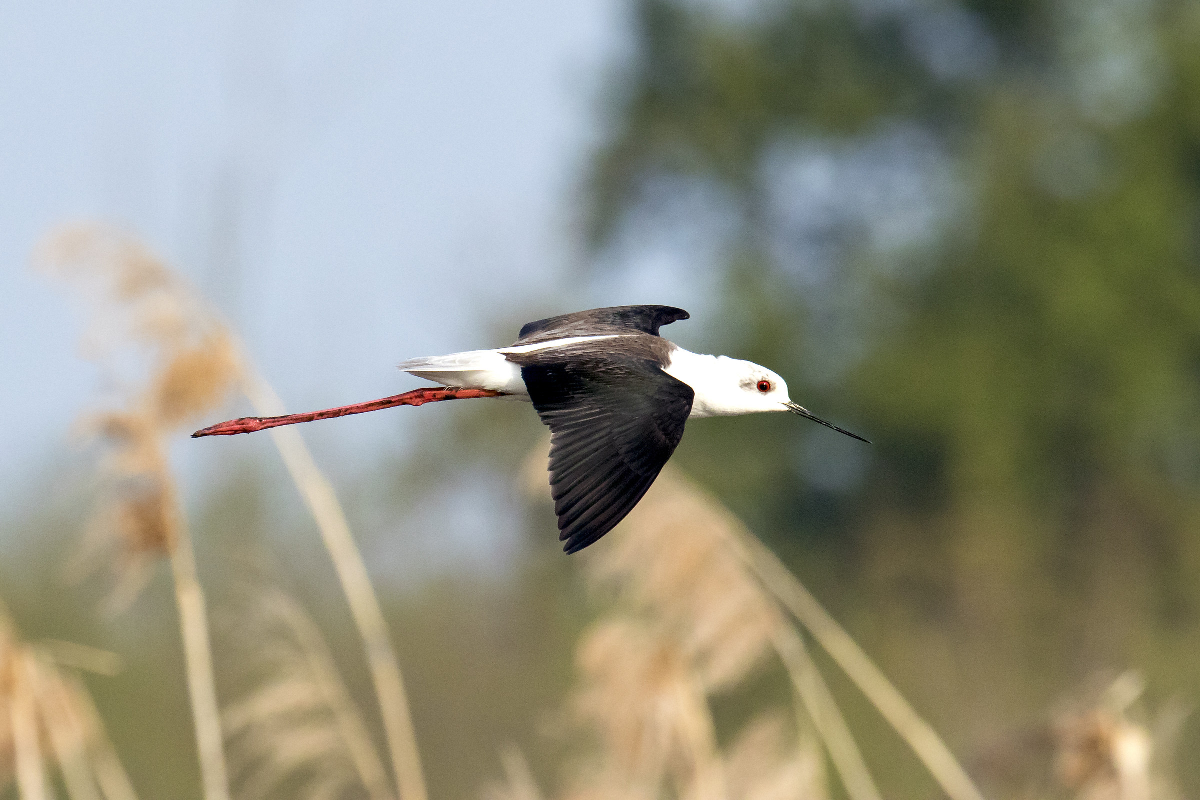 In flight over the reed
